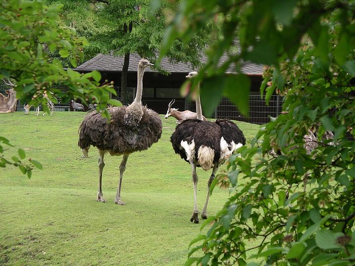 Berlijn 2009 ZOO157.jpg